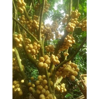 CÂY GIỐNG BÒN BON
