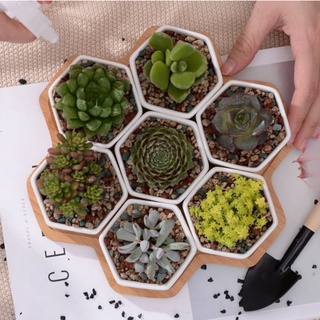 Chậu sứ hình lục giác trồng cây cảnh, sen đá, xương rồng