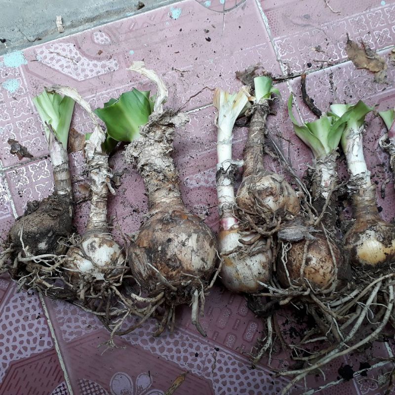 Củ trình nữ hoàng cung