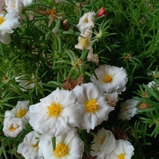 Mười giờ mỹ kép