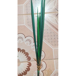 Cụm lá lan kiếm trang trí