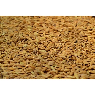 500Gr hạt lúa (thóc) [Paddy Seeds] cho Gà Kiểng, Chim Cảnh hoặc ươm mầm.