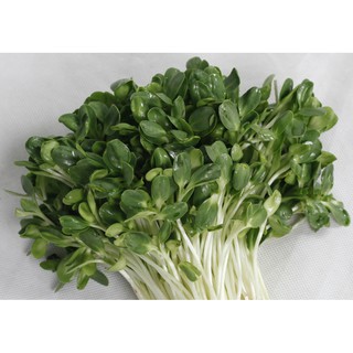Hạt giống rau mầm hoa hướng dương 50gr