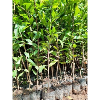 1 cây mai vàng quấn rễ