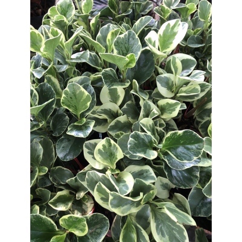 Cây trường sinh Cẩm thạch