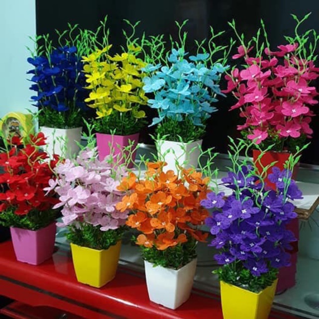 Nguyên liệu hoa thuỷ tiên