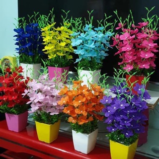 Nguyên liệu hoa thuỷ tiên