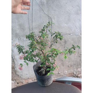 hồng ngọc mai bonsai đẹp