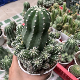 XƯƠNG RỒNG ECHINO TRUNG