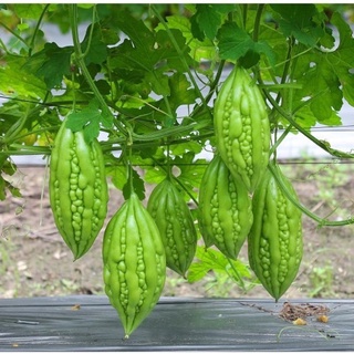 khổ qua tươi, ngon- ship hỏa tốc