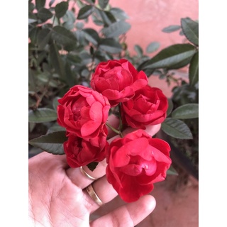 Cây hoa hồng trứng  đang hoa (ảnh thật)