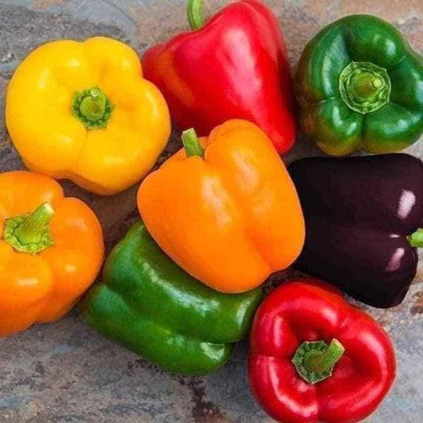 GÓI 100 HẠT GIỐNG ỚT CHUÔNG MIX MÀU