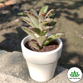 Sen Đá Nhung Viền Đỏ Đà Lạt Đã Thuần Khí Hậu Size Bầu Đường Kính 4-6cm