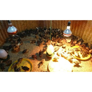5 Khay tập  ăn cho gà con