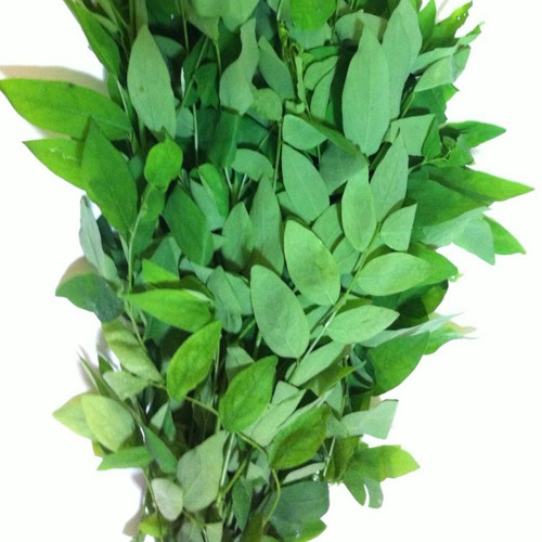 HẠT GIỐNG RAU BỒ NGÓT