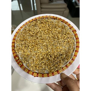 Hạt giống cỏ lúa mì sạch túi 1kg
