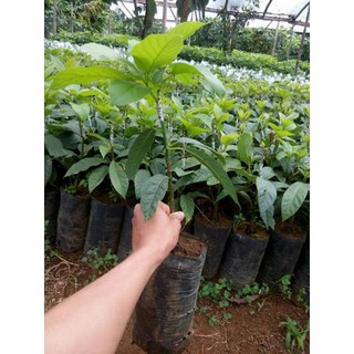 CÂY GIỐNG BƠ SÁP BOOT SIÊU NGON, NHIỀU QUẢ