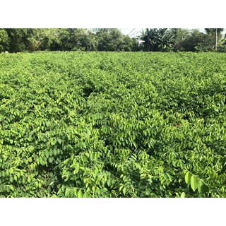 #Hạt giống rau ngót (Bồ ngót)