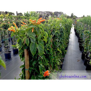 Hạt giống Cây dây leo  Dây Rạng đông chống nóng hè 4 hạt tuyệt đẹp luckyseed hạt siêu rẻ