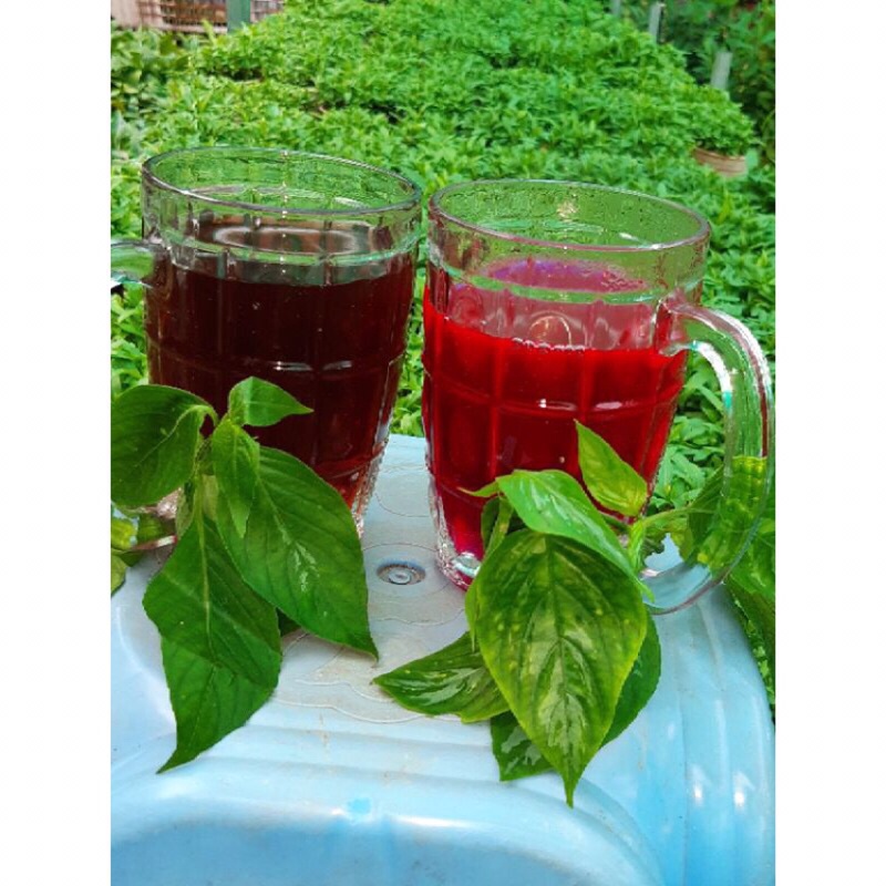 Combo 4 cây lá Cẩm