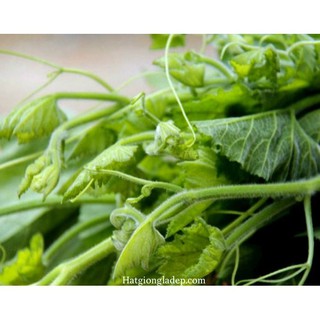 Hạt Giống Bí Siêu Ngọn Mập