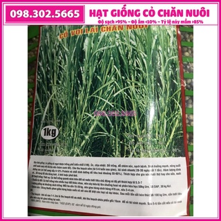HẠT GIỐNG CỎ VOI LAI cỏ chăn nuôi gói 1kg
