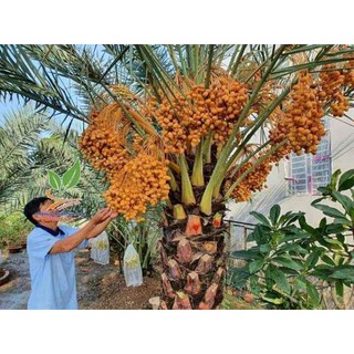 Bán 100gram  hạt giống chà là Thái