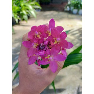 Địa lan bông tím