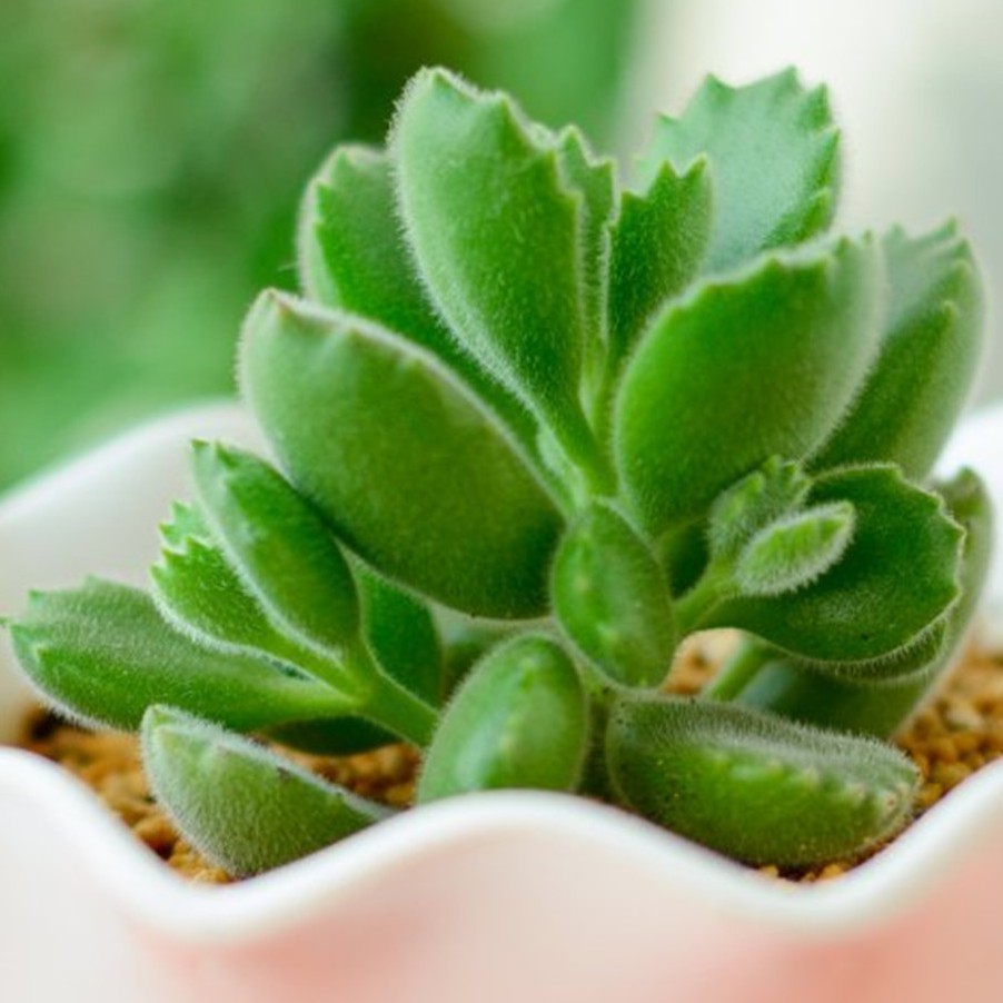 Milibei Home & living, Cửa hàng trực tuyến | BigBuy360 - bigbuy360.vn