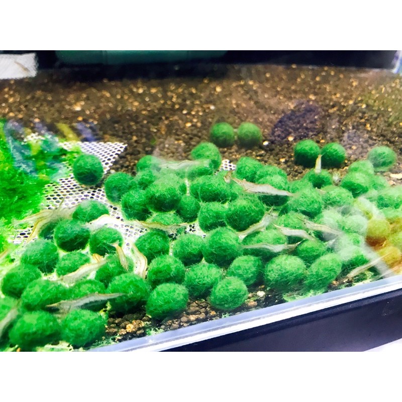 Tảo Cầu May Mắn Marimo - Tảo Cầu Nhật Bản Moss Ball