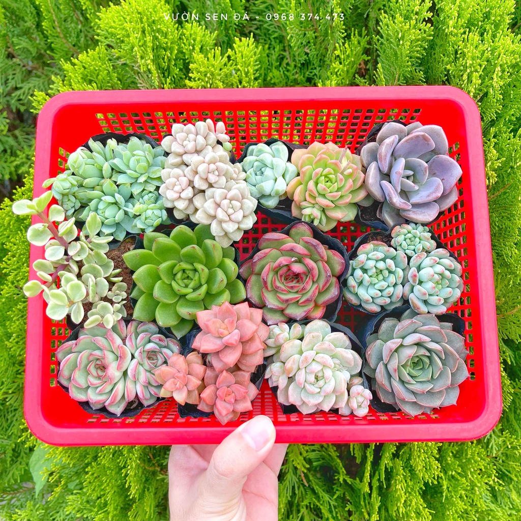 Combo sen đá cỡ nhỏ 3-5cm