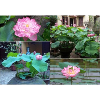 Combo Gói ( Sen Bách Diệp 5 hạt )