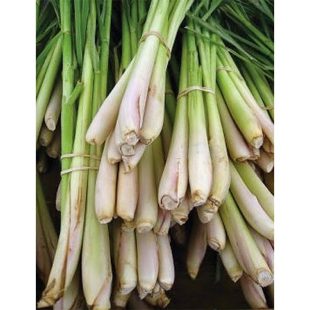 1KG CÂY XẢ  ( CỦ XẢ ) ảnh thật xả của nhà