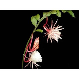 cây giống hoa quỳnh