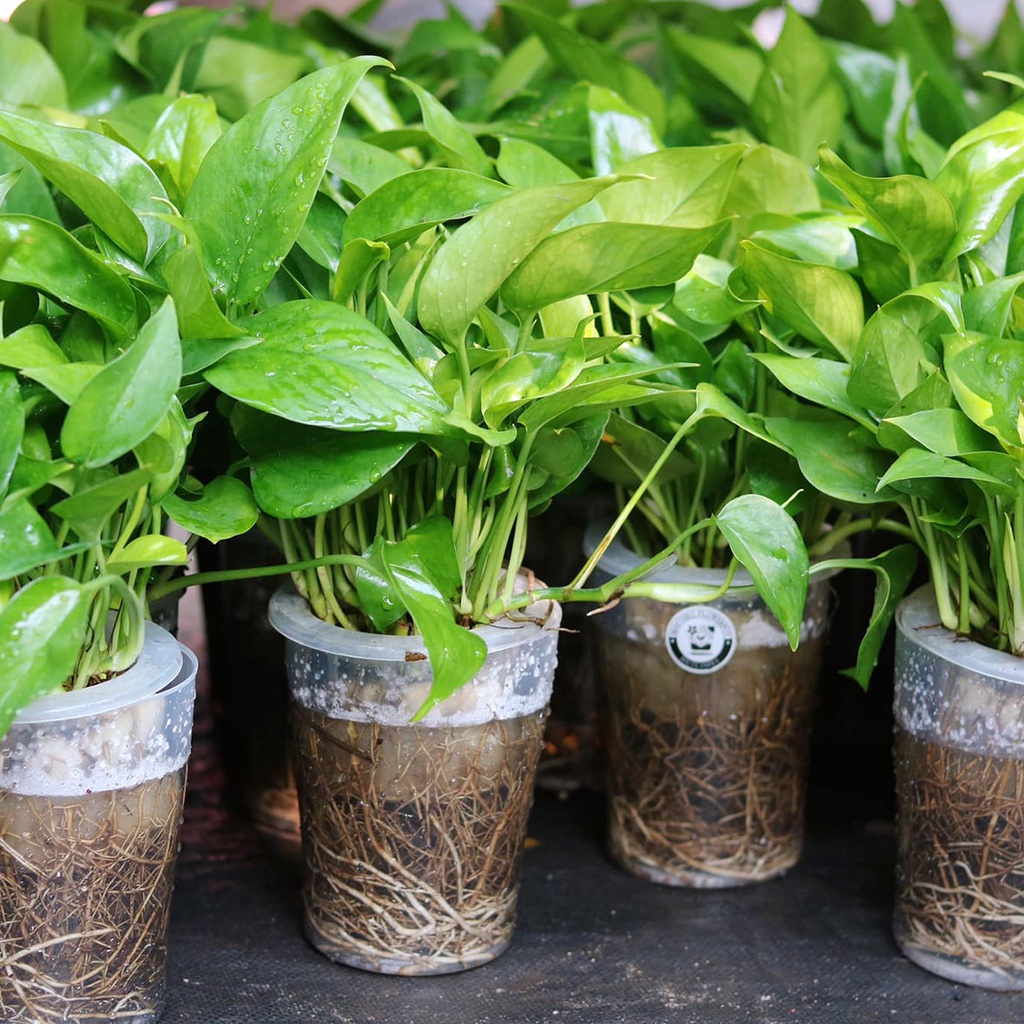 Trầu bà nước dễ chăm sóc, phù hợp để bàn trang trí