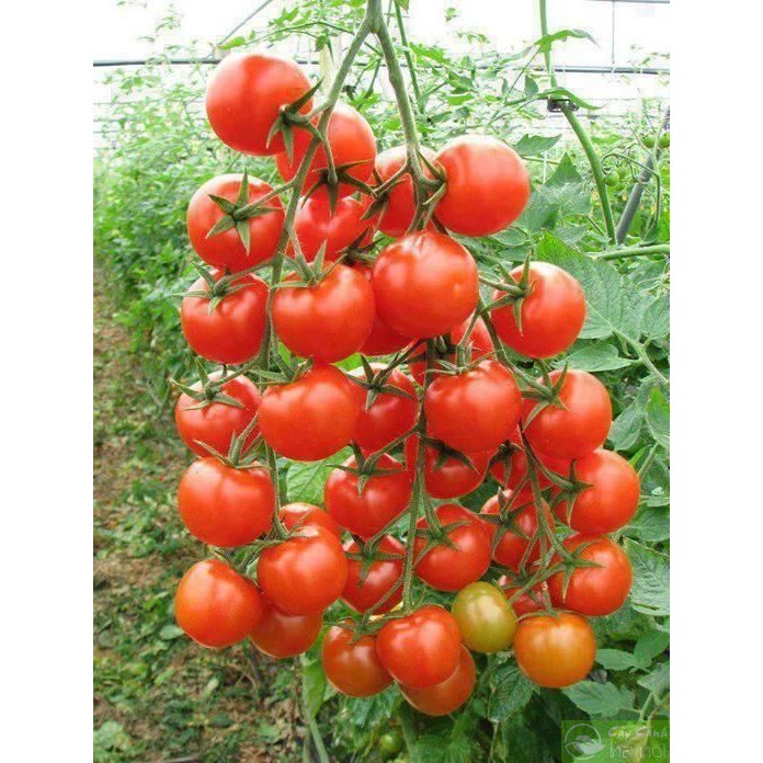 Hạt Giống Cà Chua Bi F1 - Dễ Trồng, Dinh Dưỡng Cao
