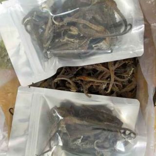 COMBO 1 HẢI SÂM, 4 HẢI LONG , 1 SAO BIỂN ĐỎ , 2 SAO BIỂN TRẮNG