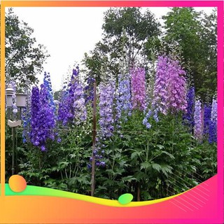 Hạt Giống Hoa Phi Yến - 50 Hạt VIETGAR