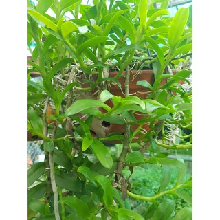 Phân bón hữu cơ tan chậm 200g - BioPt