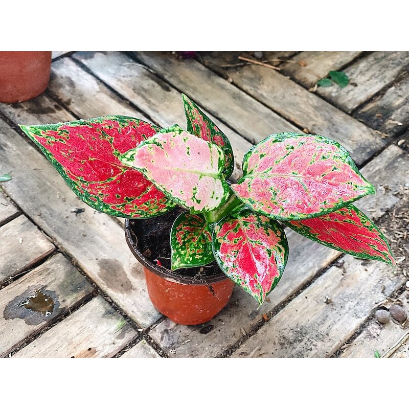 Cây Aglaonema Lady Valentine (Như Ý Hoàng Hậu Valentine) chậu nhựa