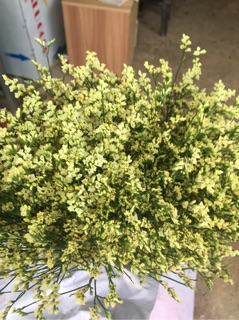 com bo 5 bó hoa sao nhuộm