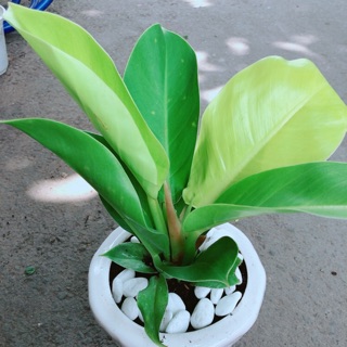 Chậu trầu bà đế vương