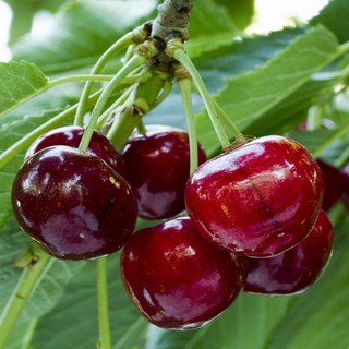cây giống Cherry lùn cao 60cm.