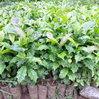 10 cây xạ đen