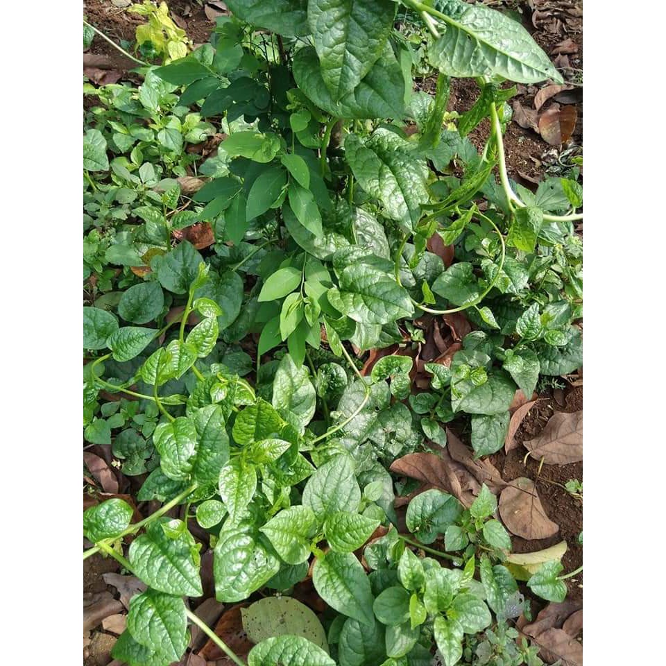 Hạt Giống Rau MỒNG TƠI Lá Xanh_100g