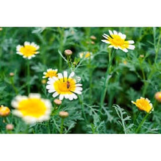 Hạt giống Rau cải cúc - Cho bạn những luống rau xanh và sạch