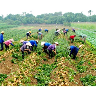 hạt giống củ đậu 20 hạt
