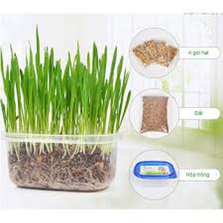 BỘ KIT TRỒNG HẠT GIỐNG CỎ LÚA MẠCH TƯƠI CHO MÈO