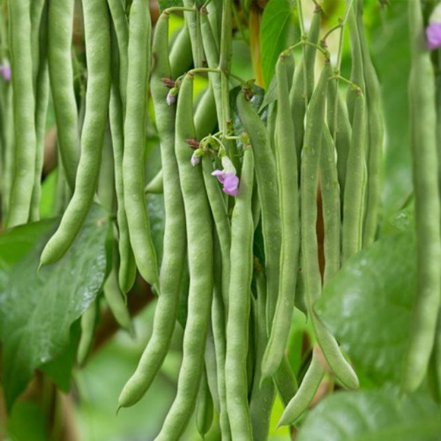 ĐỖ TỨ QUÝ 4 MÙA(trồng quoanh năm)