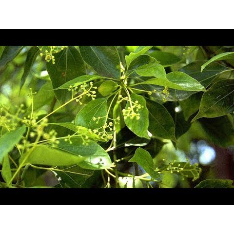 Tinh dầu Long Não – nguyên chất – Camphor essential Oil